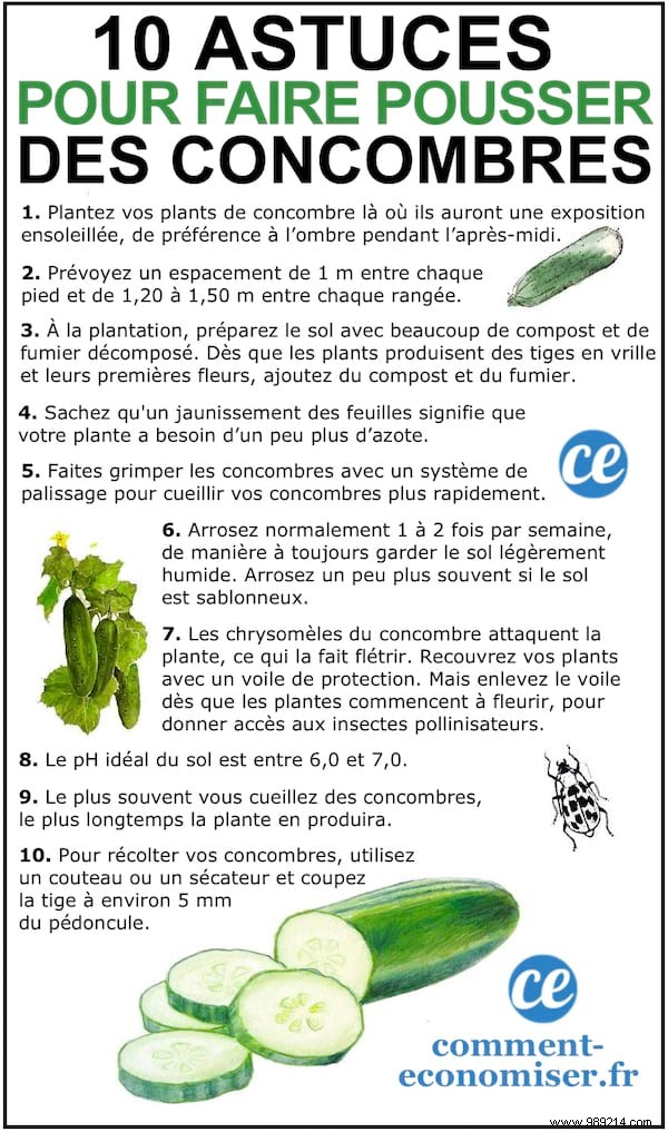 10 Proven Market Gardening Tips for Growing Stunning Cucumbers