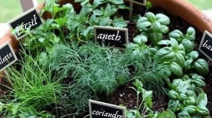 10 Aromatic Herbs You Can Grow Together: Proven Space-Saving Tips