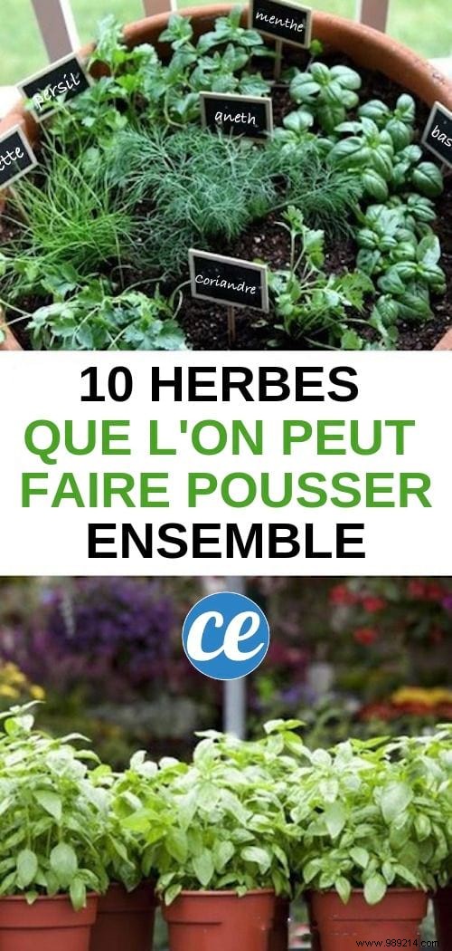 10 Aromatic Herbs You Can Grow Together: Proven Space-Saving Tips