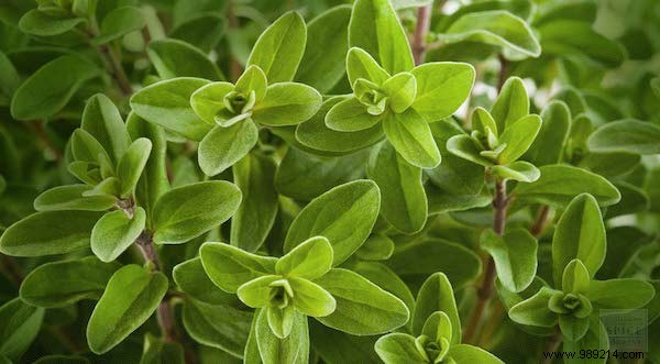 10 Aromatic Herbs You Can Grow Together: Proven Space-Saving Tips