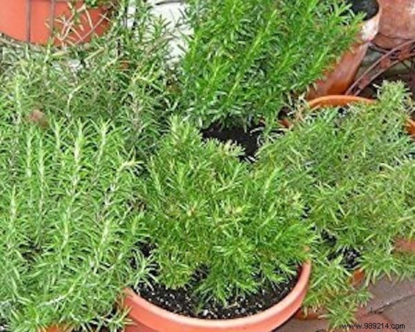 10 Aromatic Herbs You Can Grow Together: Proven Space-Saving Tips