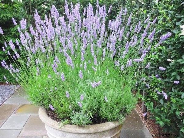 10 Aromatic Herbs You Can Grow Together: Proven Space-Saving Tips