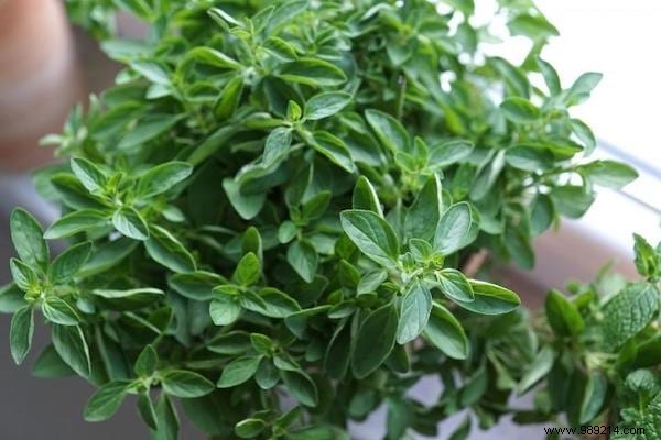 10 Aromatic Herbs You Can Grow Together: Proven Space-Saving Tips