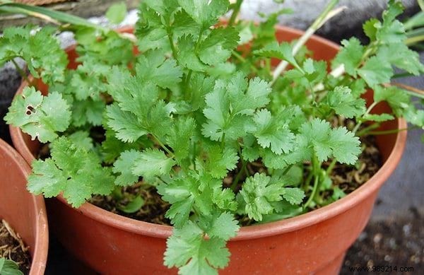 10 Aromatic Herbs You Can Grow Together: Proven Space-Saving Tips