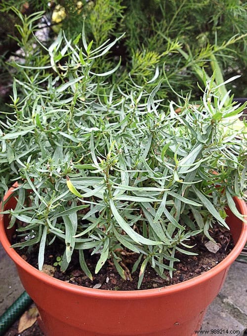 10 Aromatic Herbs You Can Grow Together: Proven Space-Saving Tips