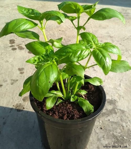 10 Aromatic Herbs You Can Grow Together: Proven Space-Saving Tips