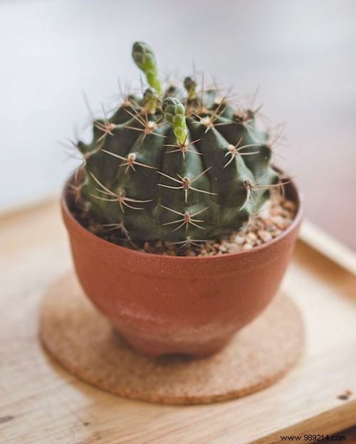 Indoor Plant Watering Guide: How Often to Water Popular Houseplants