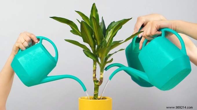 Indoor Plant Watering Guide: How Often to Water Popular Houseplants