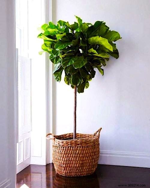 Indoor Plant Watering Guide: How Often to Water Popular Houseplants