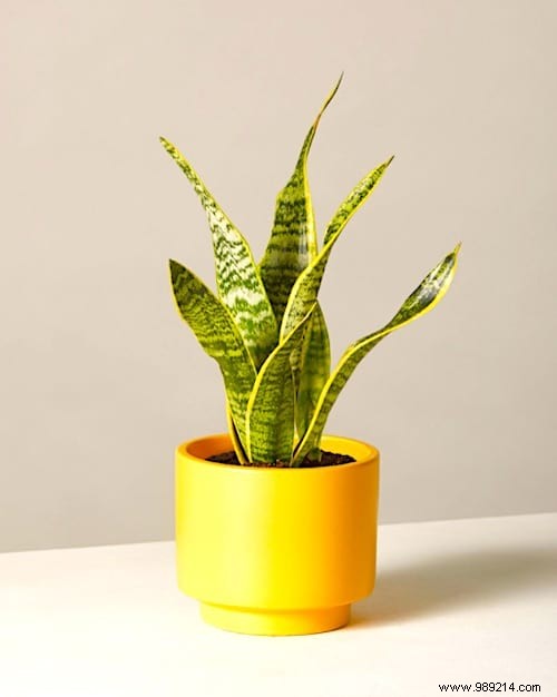 Indoor Plant Watering Guide: How Often to Water Popular Houseplants