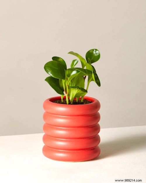 Indoor Plant Watering Guide: How Often to Water Popular Houseplants