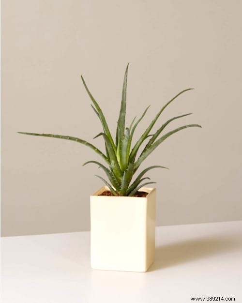 Indoor Plant Watering Guide: How Often to Water Popular Houseplants