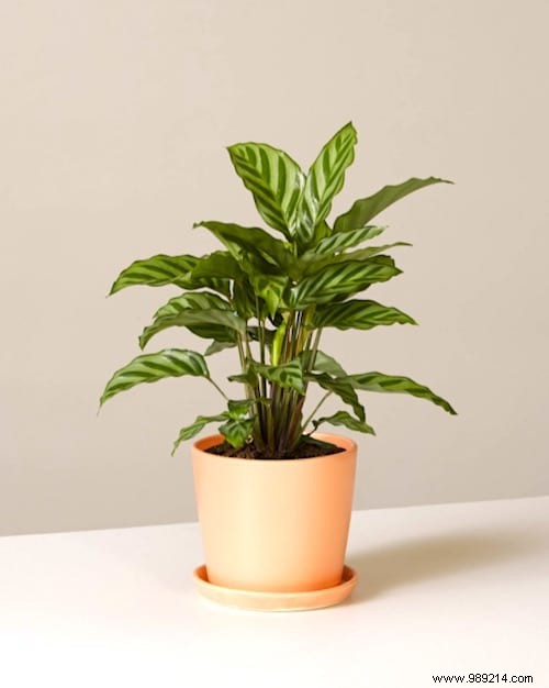 Indoor Plant Watering Guide: How Often to Water Popular Houseplants