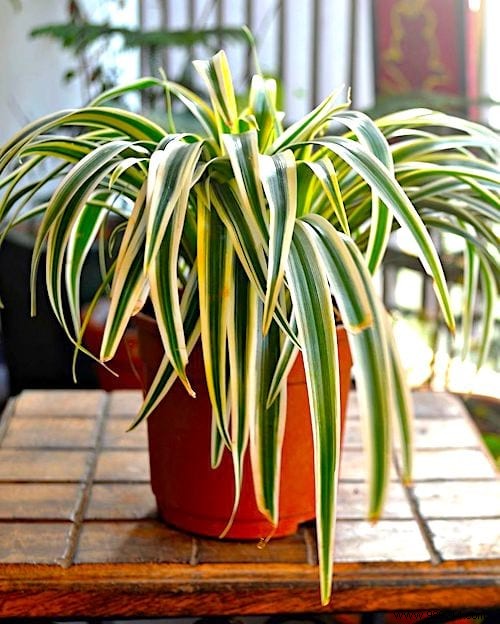 Indoor Plant Watering Guide: How Often to Water Popular Houseplants