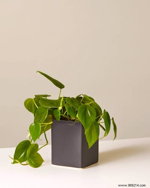 Indoor Plant Watering Guide: How Often to Water Popular Houseplants