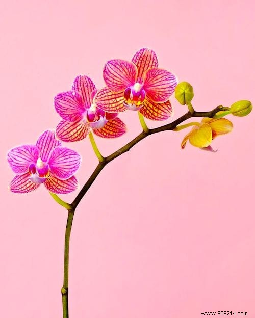 Indoor Plant Watering Guide: How Often to Water Popular Houseplants