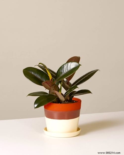 Indoor Plant Watering Guide: How Often to Water Popular Houseplants