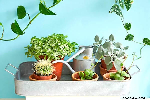 Indoor Plant Watering Guide: How Often to Water Popular Houseplants