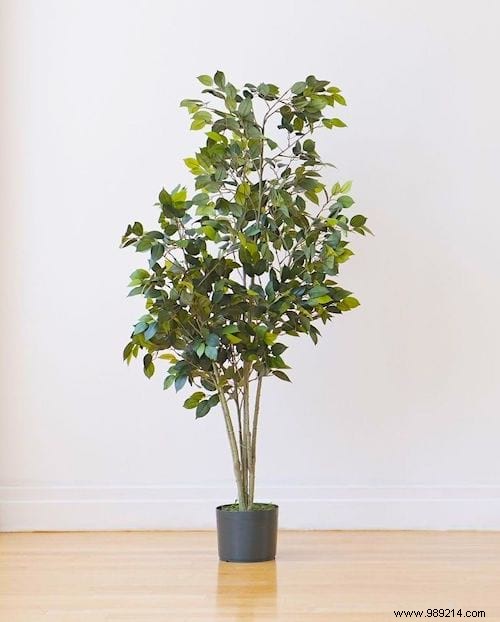 Indoor Plant Watering Guide: How Often to Water Popular Houseplants