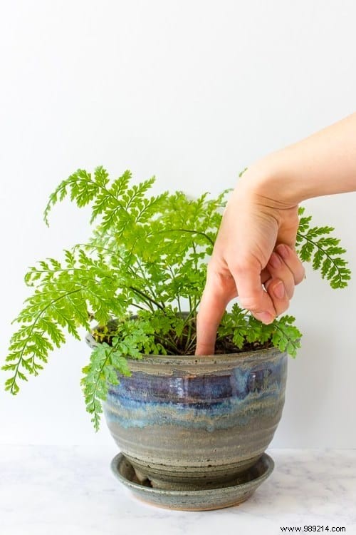 Indoor Plant Watering Guide: How Often to Water Popular Houseplants