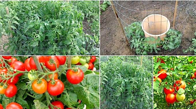 10 Proven Steps to Harvest 15-30 Pounds of Tomatoes Per Plant: From My Years of Gardening Experience