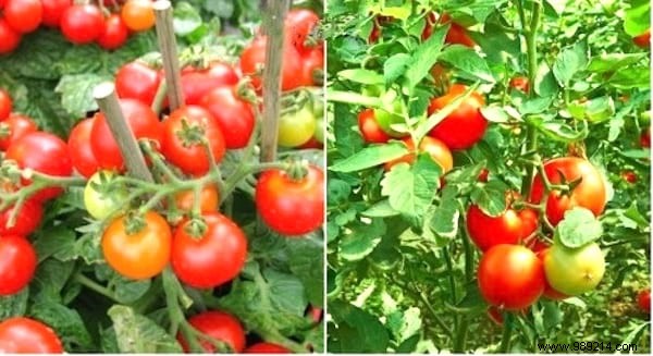 10 Proven Steps to Harvest 15-30 Pounds of Tomatoes Per Plant: From My Years of Gardening Experience