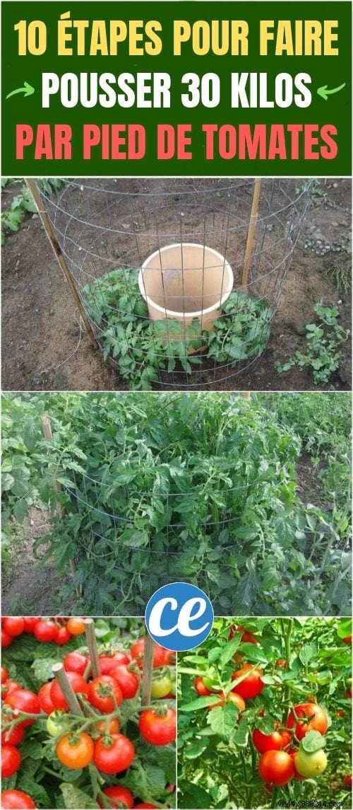 10 Proven Steps to Harvest 15-30 Pounds of Tomatoes Per Plant: From My Years of Gardening Experience