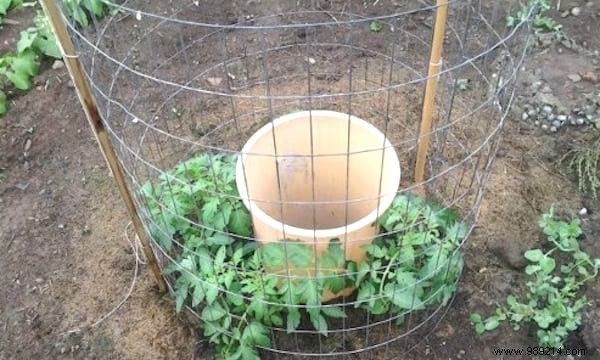 10 Proven Steps to Harvest 15-30 Pounds of Tomatoes Per Plant: From My Years of Gardening Experience