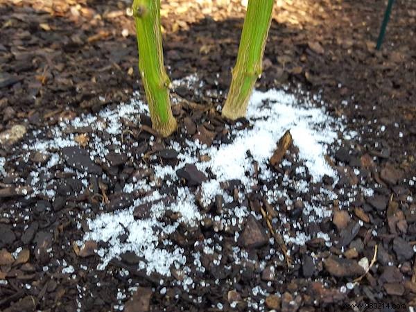 10 Proven Steps to Harvest 15-30 Pounds of Tomatoes Per Plant: From My Years of Gardening Experience