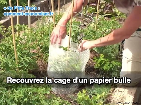 10 Proven Steps to Harvest 15-30 Pounds of Tomatoes Per Plant: From My Years of Gardening Experience