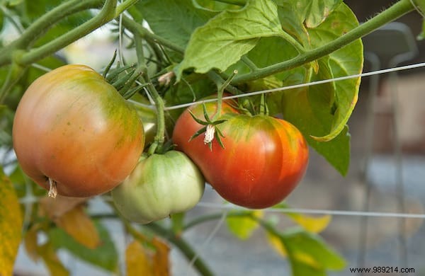 10 Proven Steps to Harvest 15-30 Pounds of Tomatoes Per Plant: From My Years of Gardening Experience