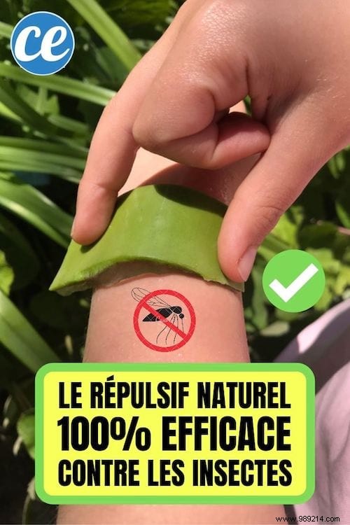 Say Goodbye to Mosquito Bites: Natural Aloe Vera Repellent Backed by Tradition