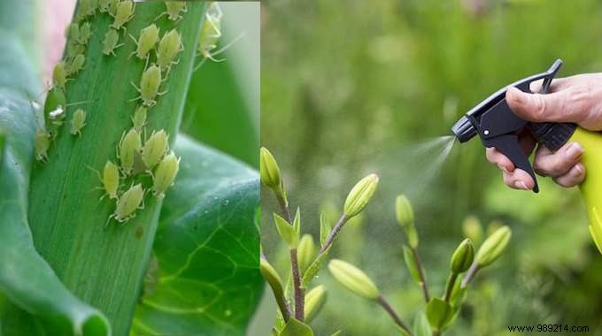 4 Proven Homemade Anti-Aphid Sprays: 100% Natural and Effective for Gardens