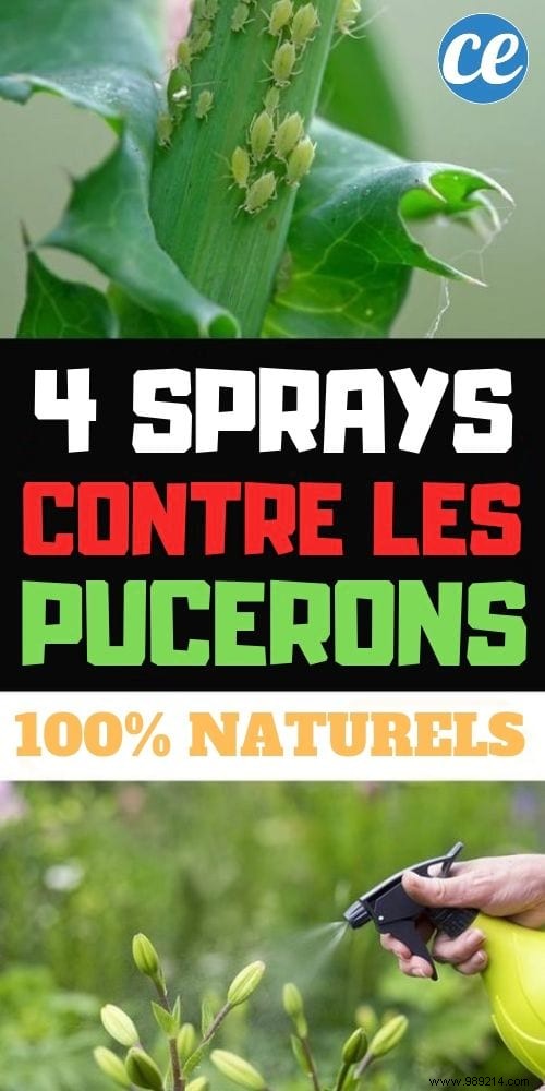 4 Proven Homemade Anti-Aphid Sprays: 100% Natural and Effective for Gardens