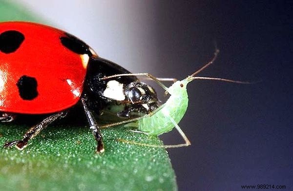 4 Proven Homemade Anti-Aphid Sprays: 100% Natural and Effective for Gardens