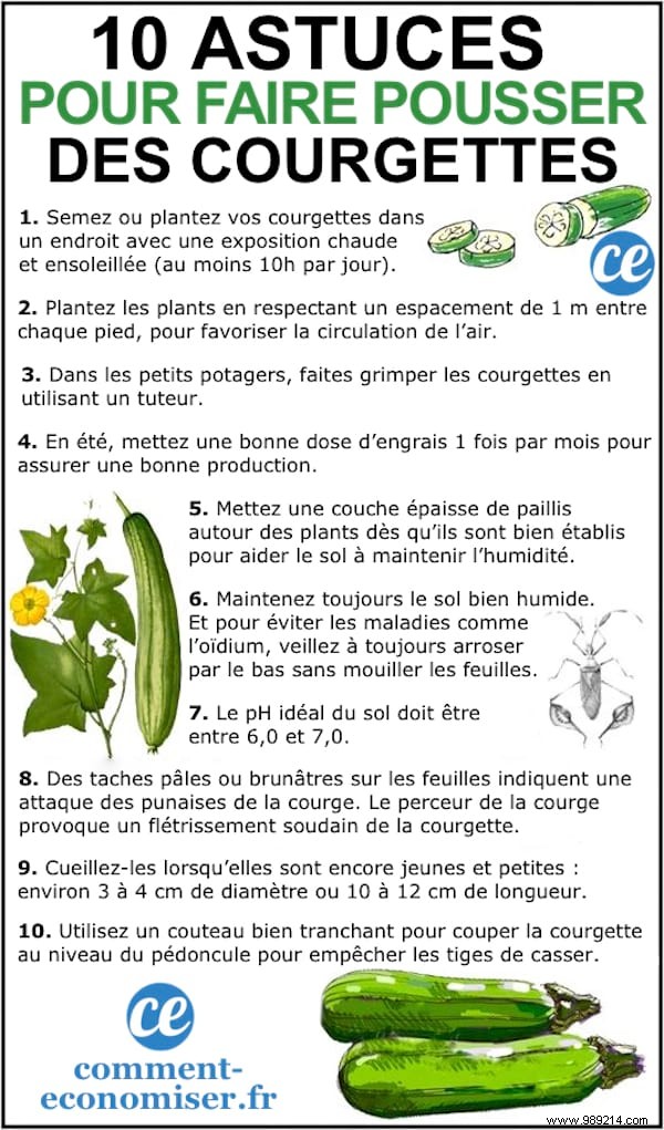 10 Proven Gardening Tips for Growing Abundant, Beautiful Zucchini