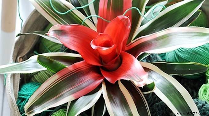 10 Stunning Low-Light Plants That Thrive Without Direct Sunlight