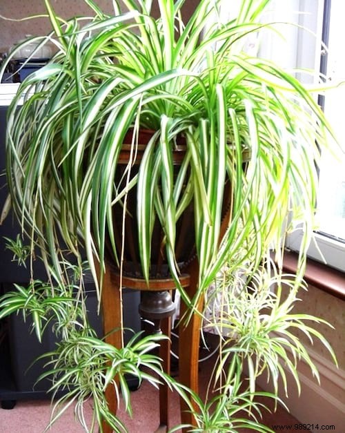 10 Stunning Low-Light Plants That Thrive Without Direct Sunlight