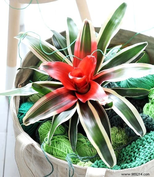 10 Stunning Low-Light Plants That Thrive Without Direct Sunlight