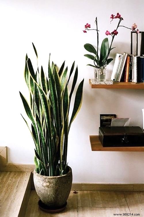 10 Stunning Low-Light Plants That Thrive Without Direct Sunlight