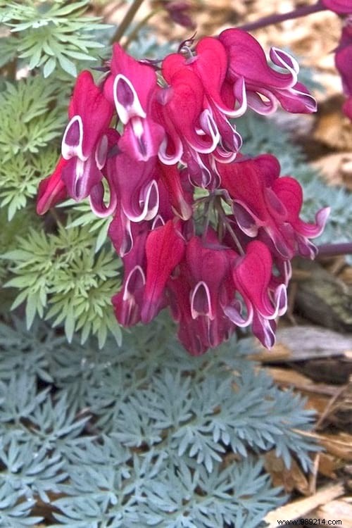 10 Stunning Low-Light Plants That Thrive Without Direct Sunlight