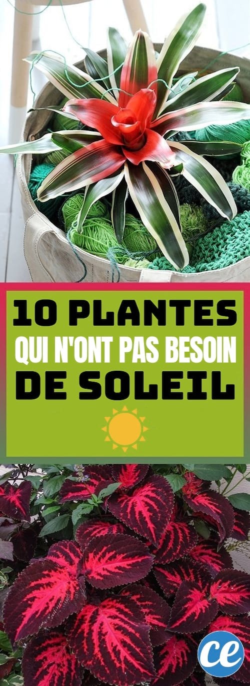 10 Stunning Low-Light Plants That Thrive Without Direct Sunlight