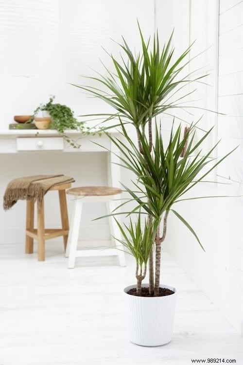 10 Stunning Low-Light Plants That Thrive Without Direct Sunlight