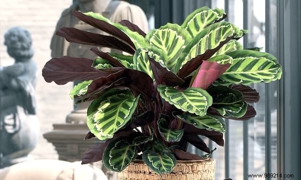 10 Stunning Low-Light Plants That Thrive Without Direct Sunlight