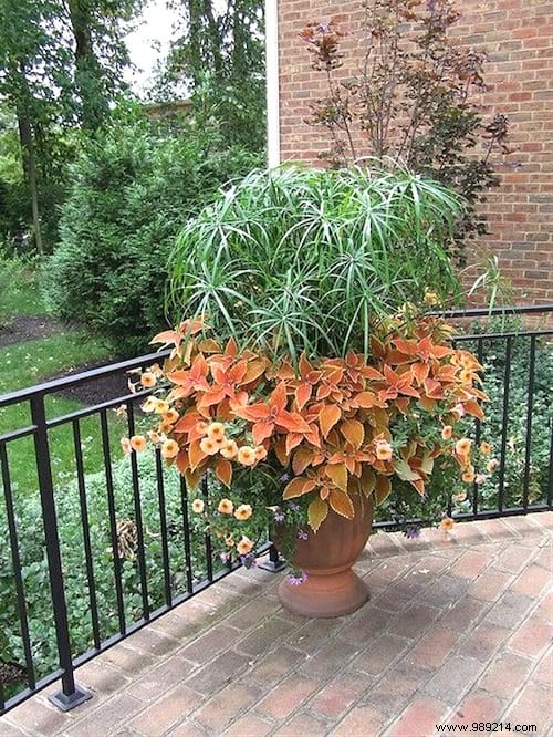 10 Stunning Low-Light Plants That Thrive Without Direct Sunlight