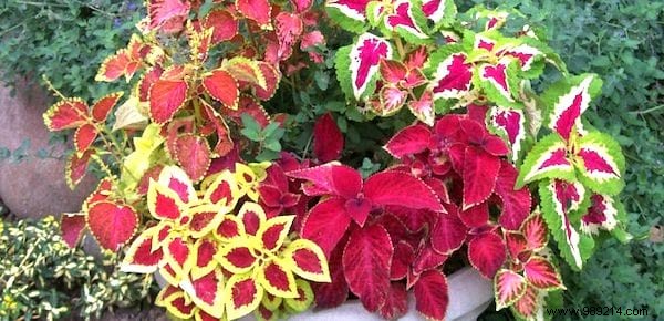 10 Stunning Low-Light Plants That Thrive Without Direct Sunlight