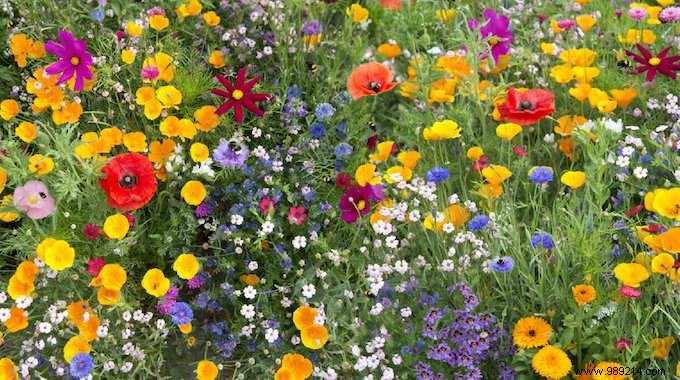 22 Bee-Friendly Flowers to Plant in Your Garden and Support Pollinators
