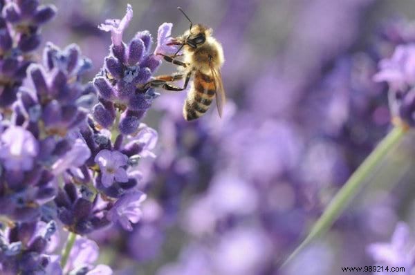 22 Bee-Friendly Flowers to Plant in Your Garden and Support Pollinators