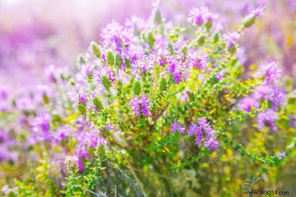 22 Bee-Friendly Flowers to Plant in Your Garden and Support Pollinators