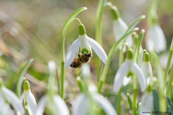 22 Bee-Friendly Flowers to Plant in Your Garden and Support Pollinators